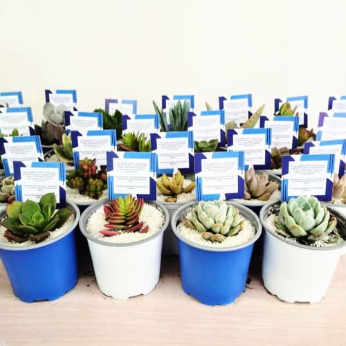 Recordatorios para empresas suculentas matera plástica P9